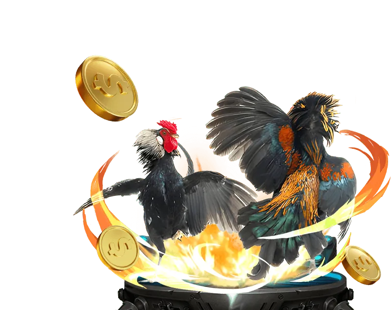 Đá Gà Philippines day8